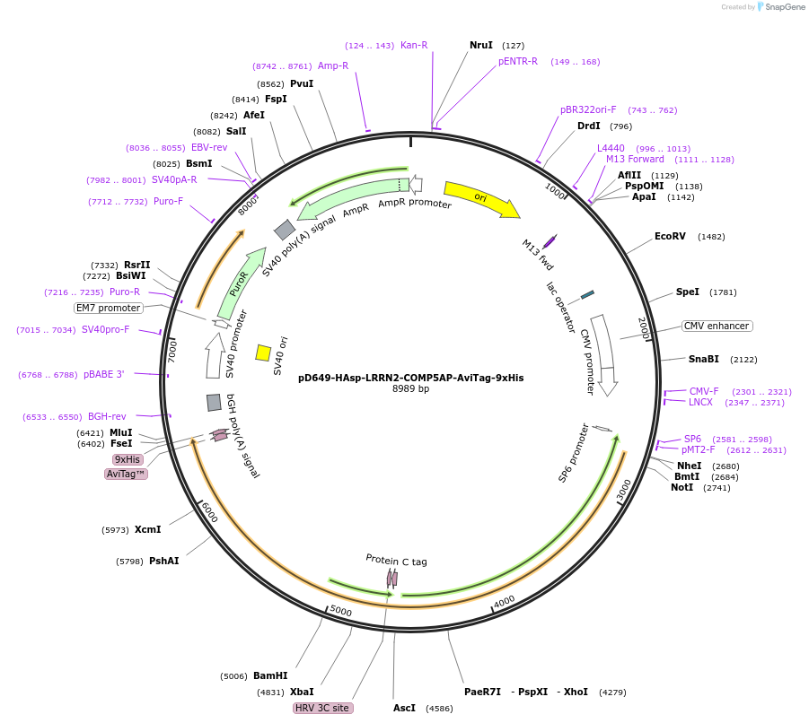 157492-plasmid-map-sequence-id-304093