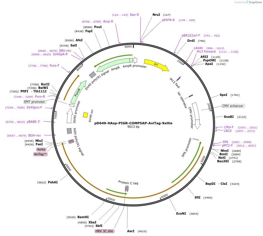 157493-plasmid-map-sequence-id-304095