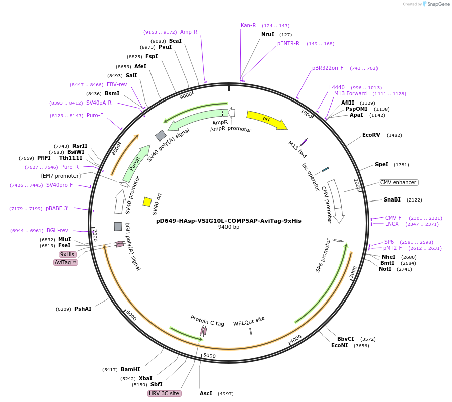 157533-plasmid-map-sequence-id-304175