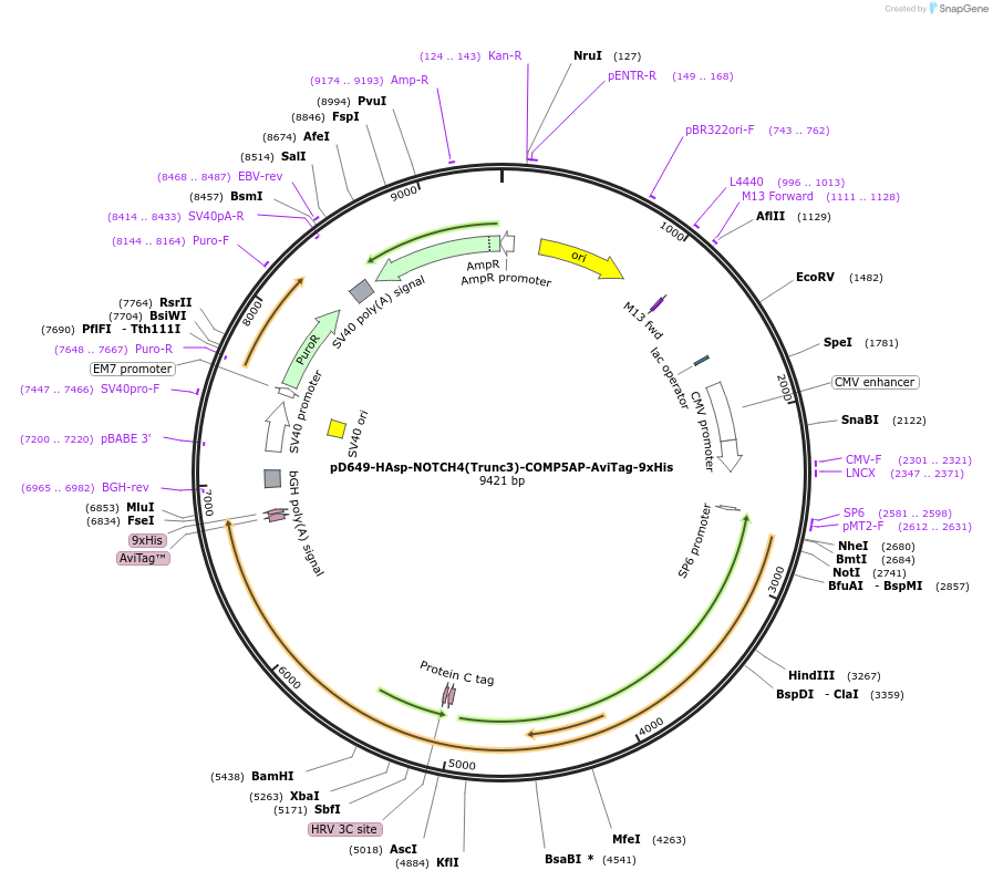 157537-plasmid-map-sequence-id-304183