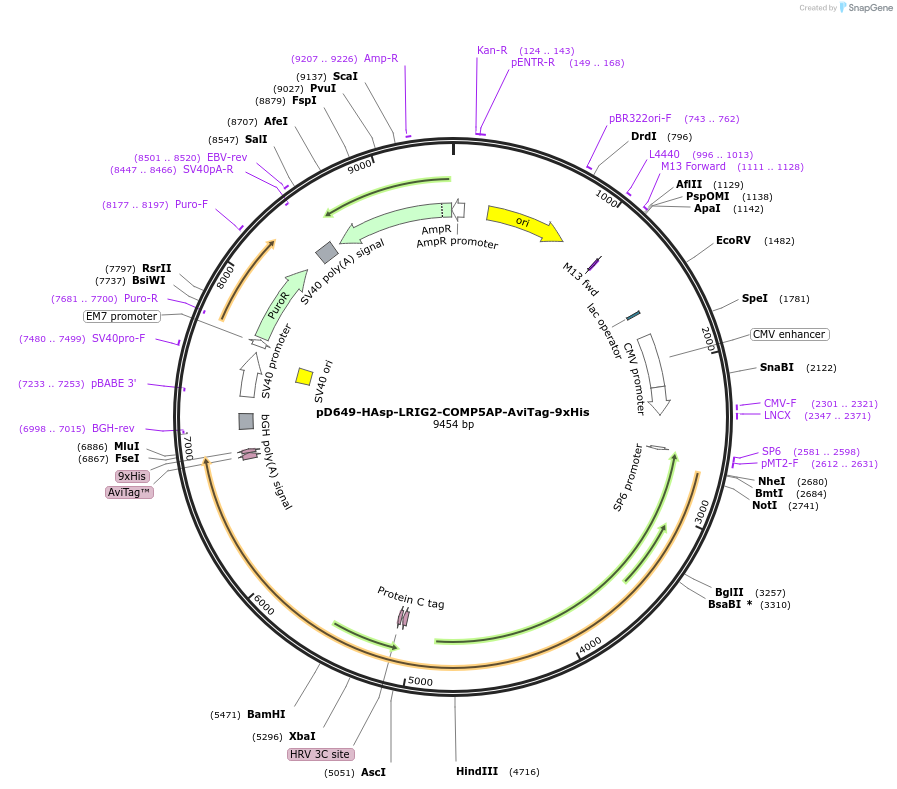 157540-plasmid-map-sequence-id-304189