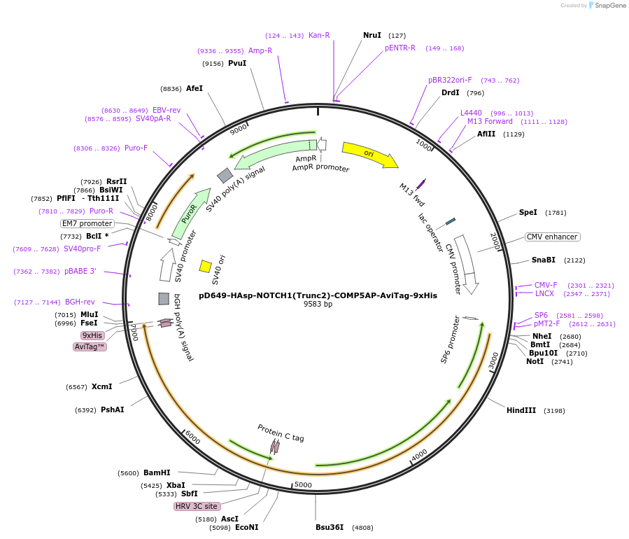 157547-plasmid-map-sequence-id-304203
