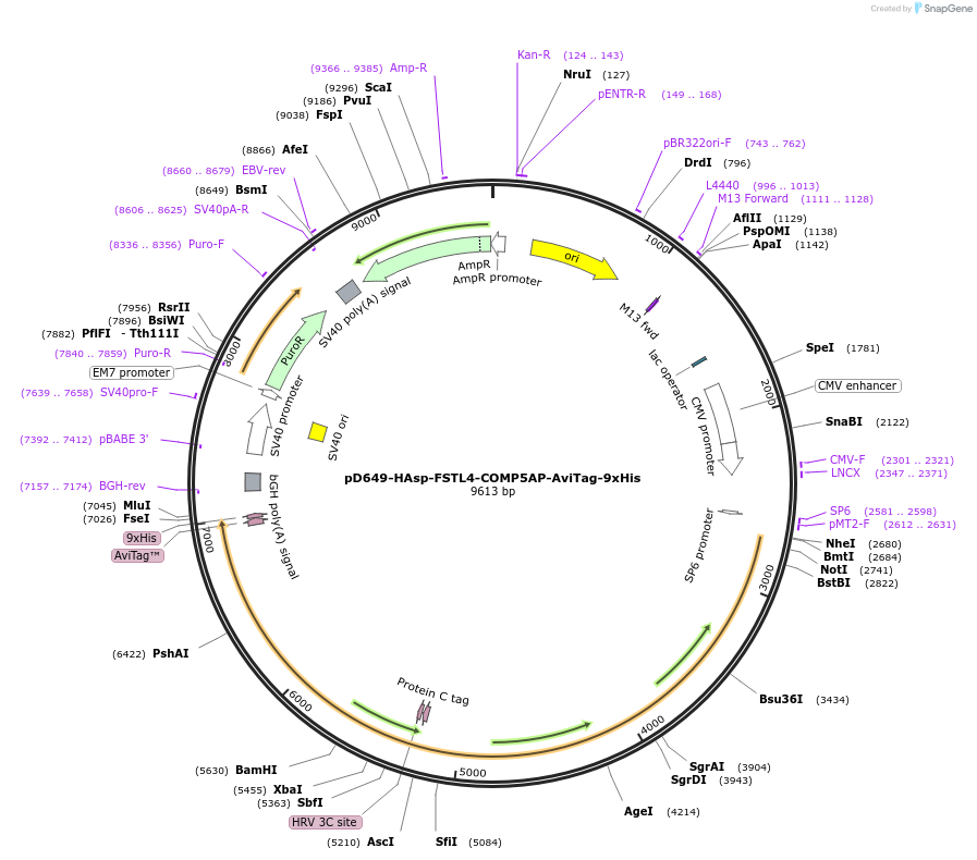 157549-plasmid-map-sequence-id-304207