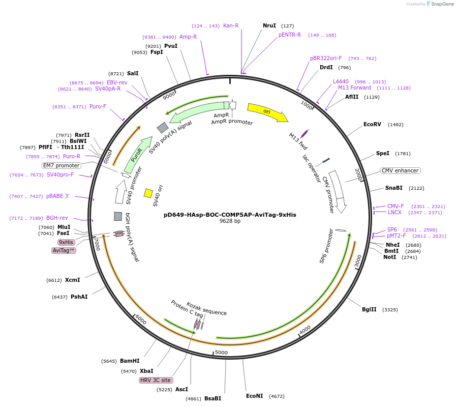 157550-plasmid-map-sequence-id-304209
