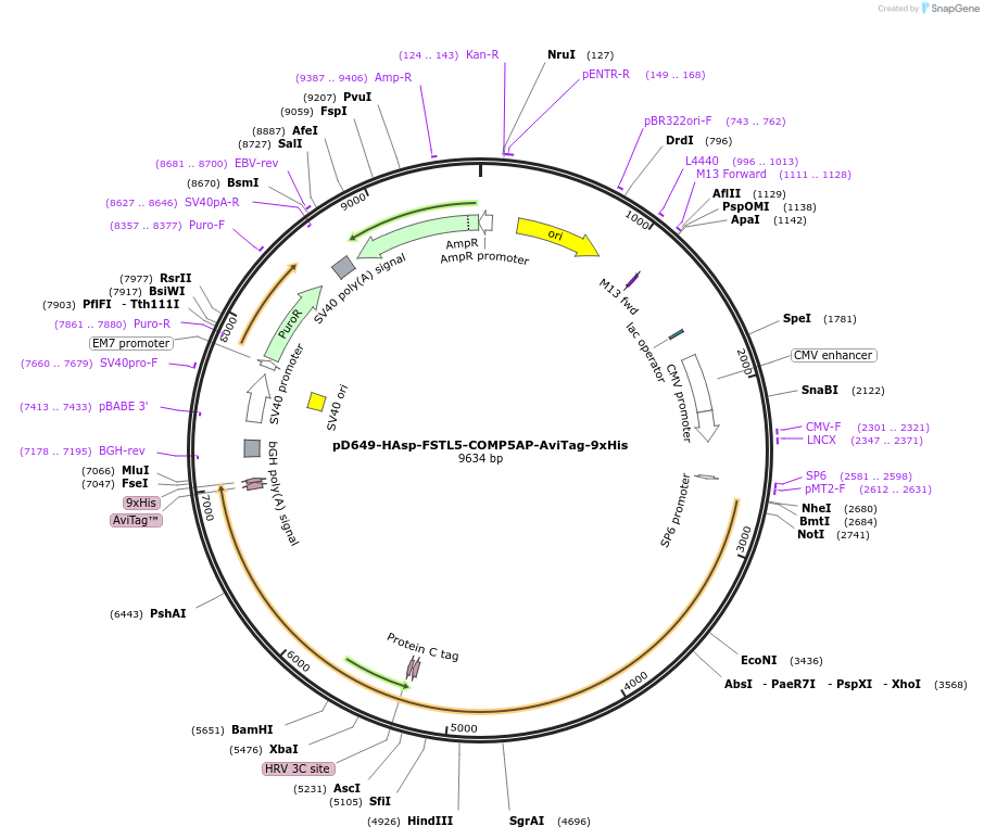 157551-plasmid-map-sequence-id-304211