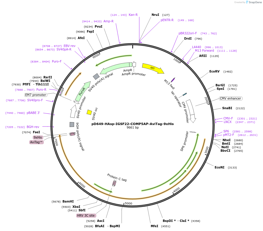 157553-plasmid-map-sequence-id-304215