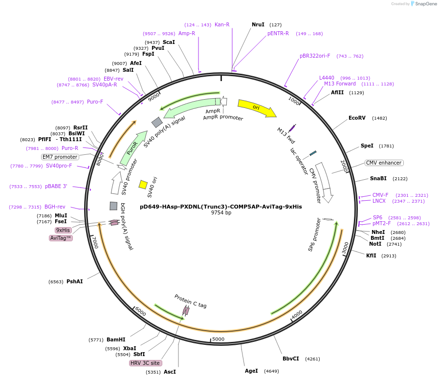 157558-plasmid-map-sequence-id-304225
