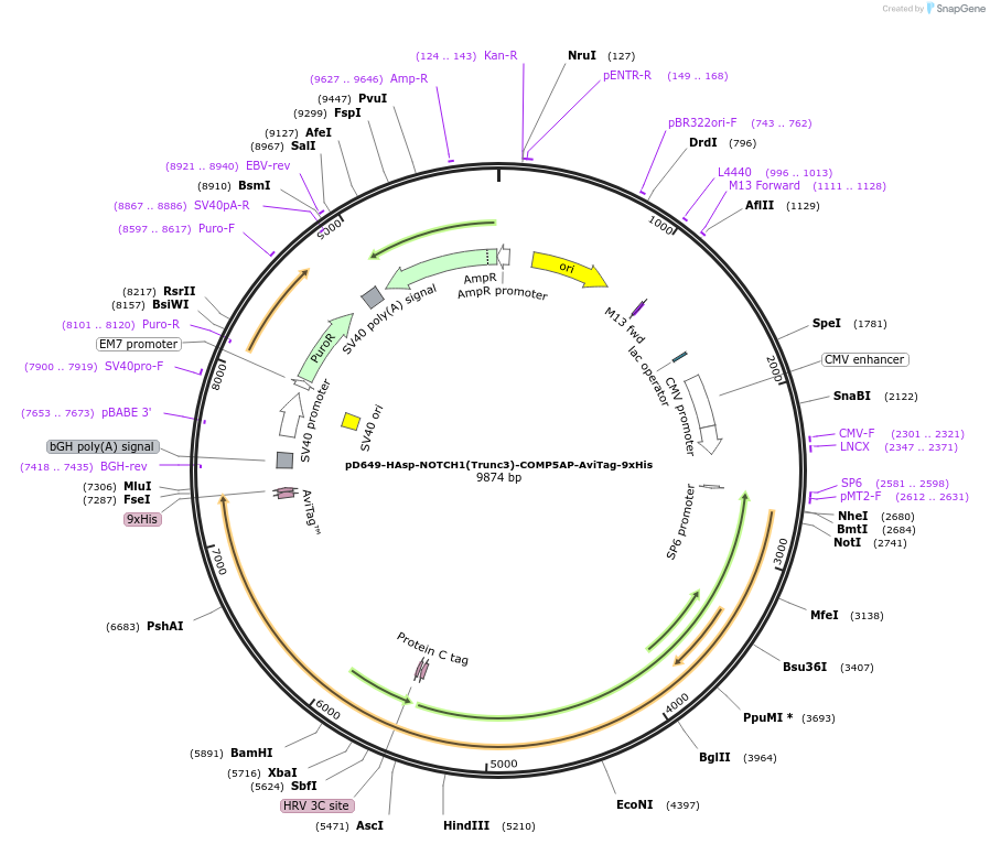 157566-plasmid-map-sequence-id-304241