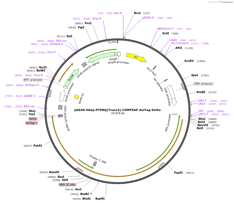 157574-plasmid-map-sequence-id-304257