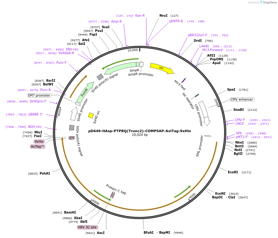 157575-plasmid-map-sequence-id-304259