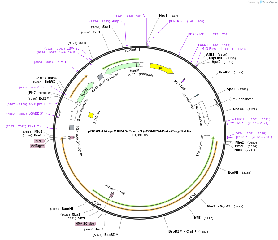157578-plasmid-map-sequence-id-304265