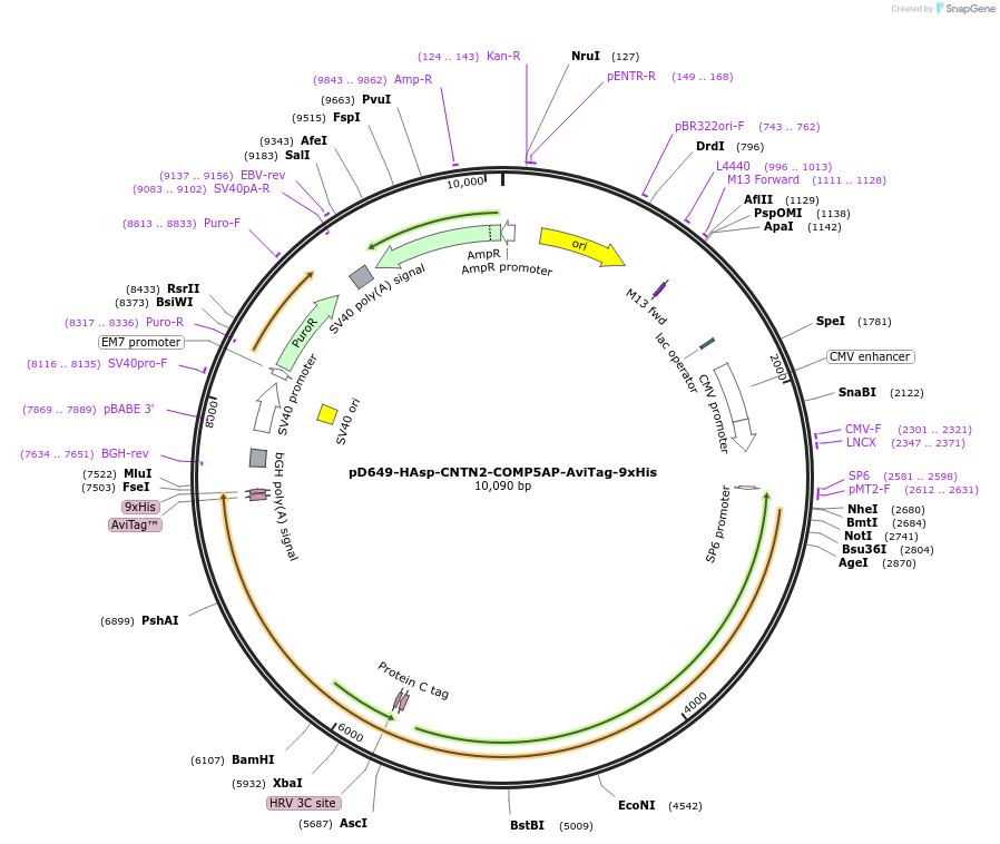 157580-plasmid-map-sequence-id-304269