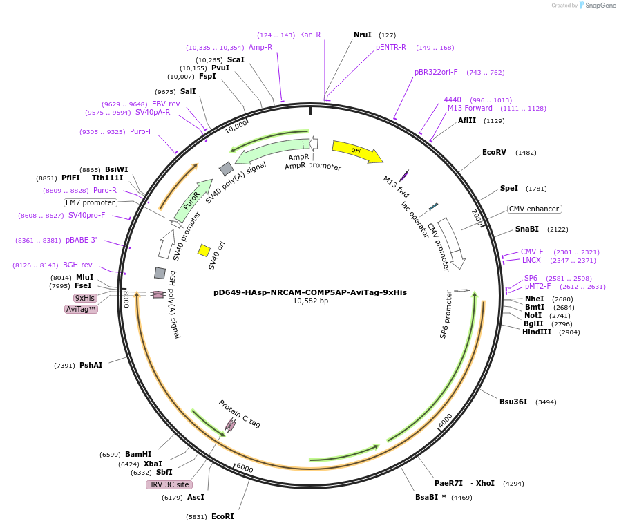 157597-plasmid-map-sequence-id-304303