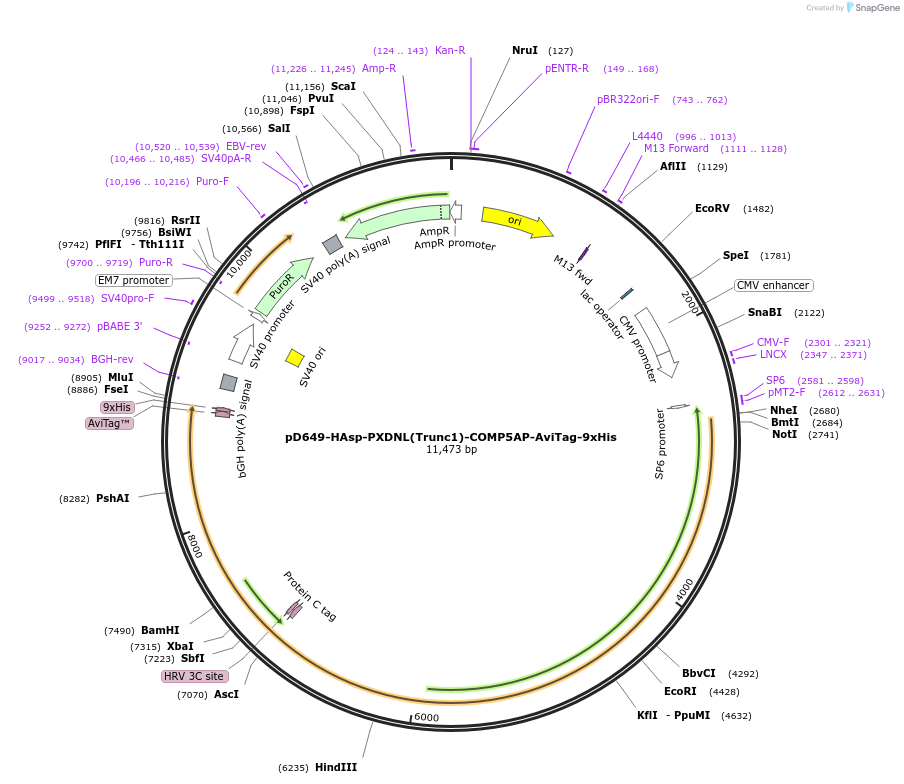 157605-plasmid-map-sequence-id-304319