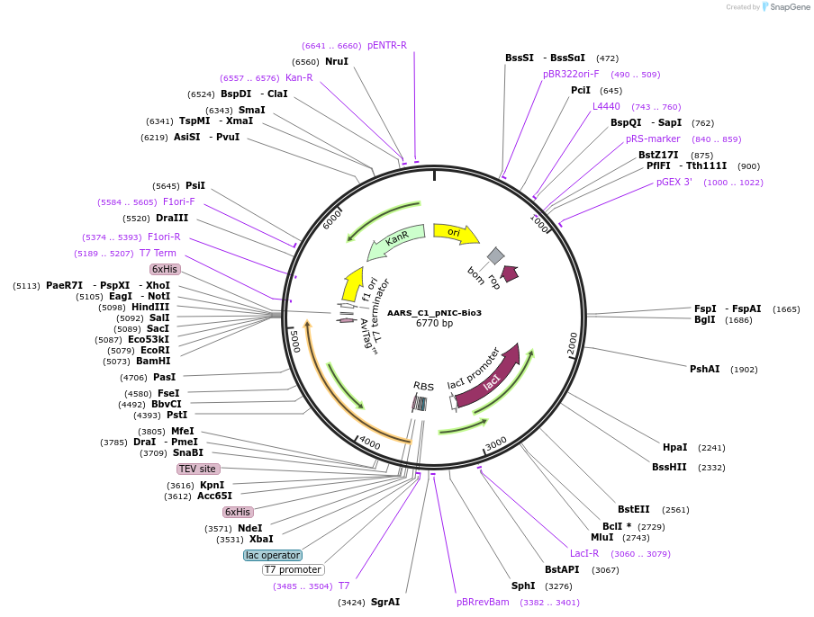 153046-plasmid-map-sequence-id-304398