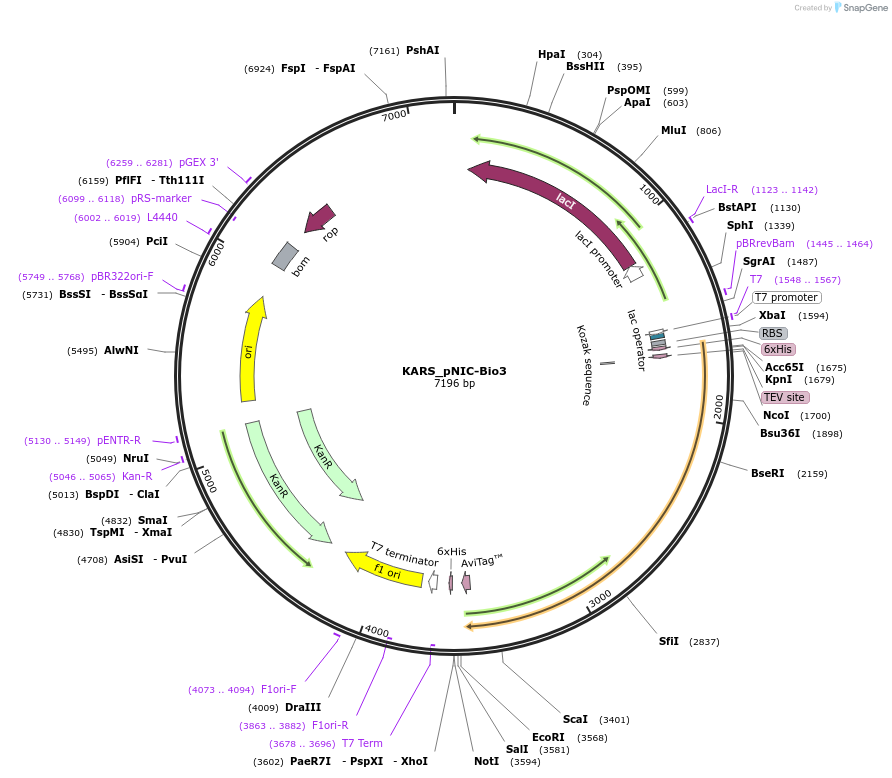 153051-plasmid-map-sequence-id-304466