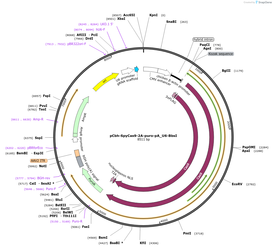 149347-plasmid-map-sequence-id-304467