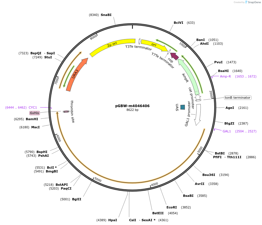153880-plasmid-map-sequence-id-304469