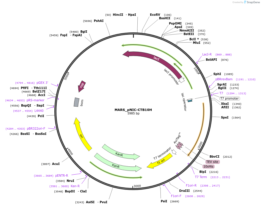 153053-plasmid-map-sequence-id-304471