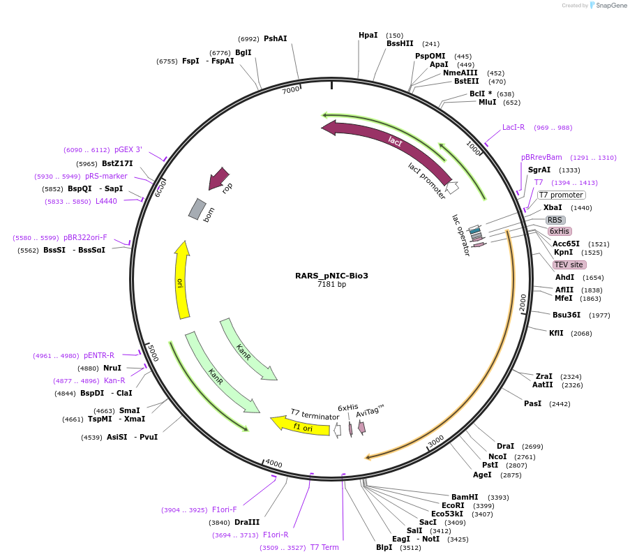 153055-plasmid-map-sequence-id-304475