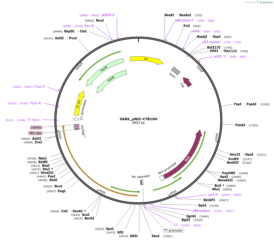 153056-plasmid-map-sequence-id-304476