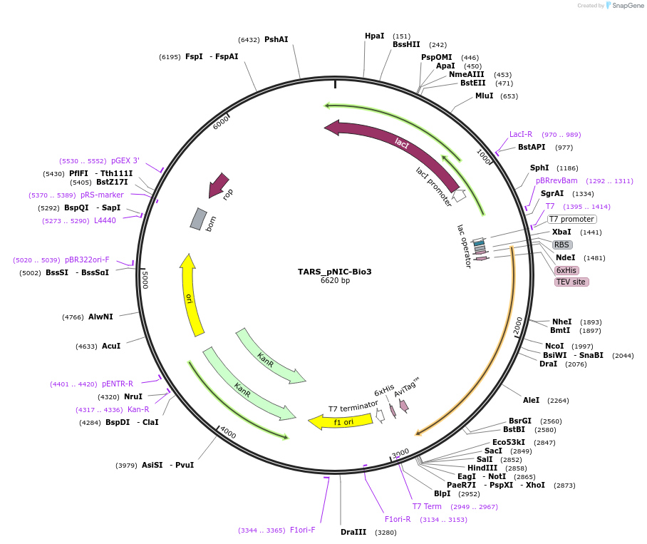 153057-plasmid-map-sequence-id-304477