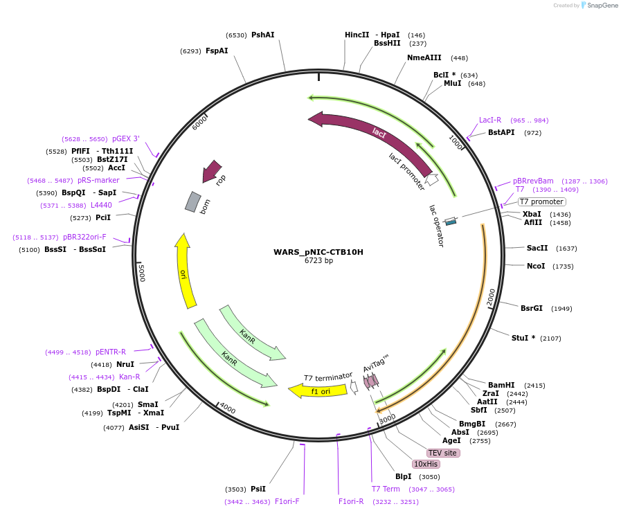 153058-plasmid-map-sequence-id-304478