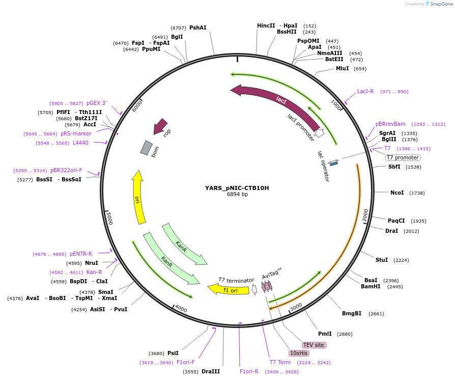 153059-plasmid-map-sequence-id-304479