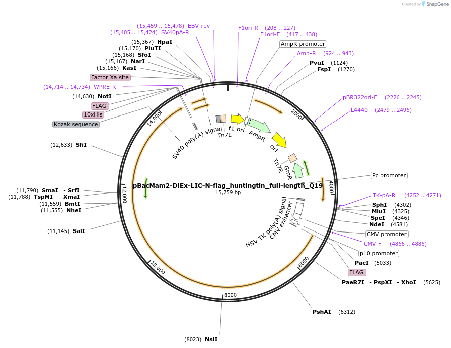 111733-plasmid-map-sequence-id-304484