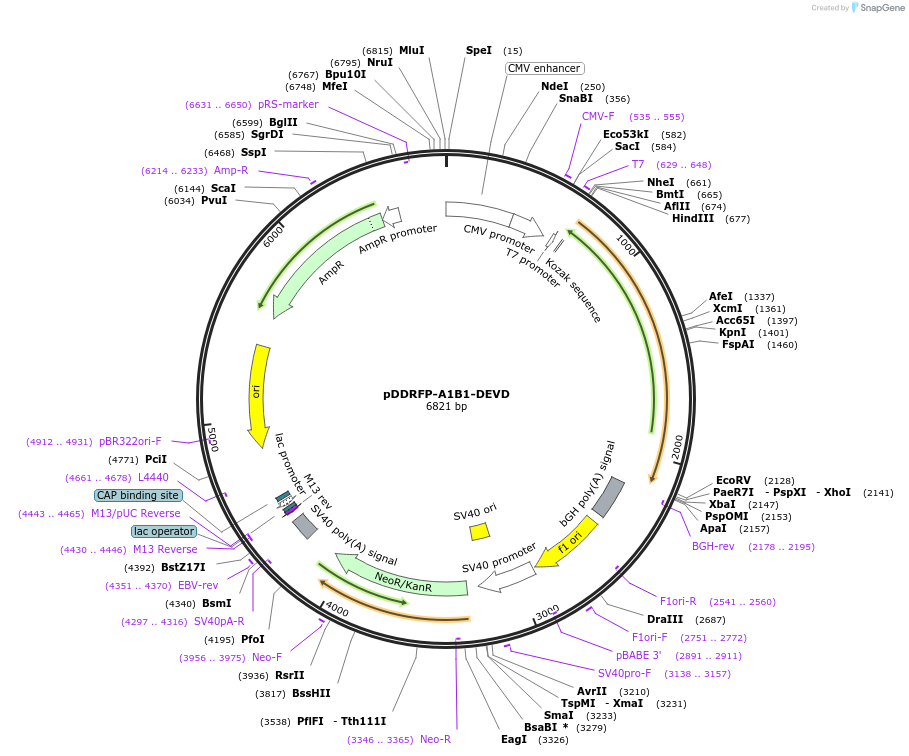 36294-plasmid-map-sequence-id-304486