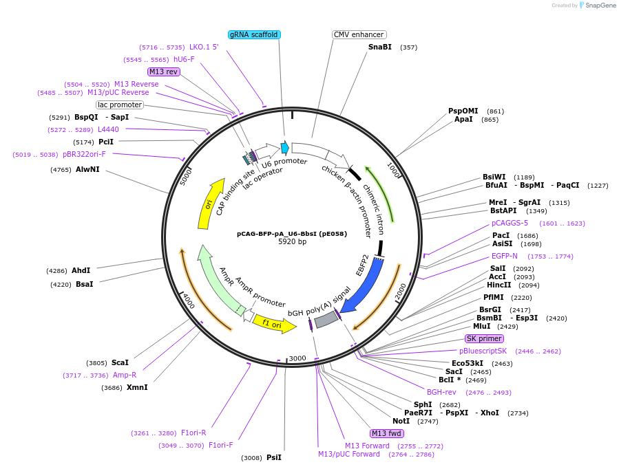 149352-plasmid-map-sequence-id-304488