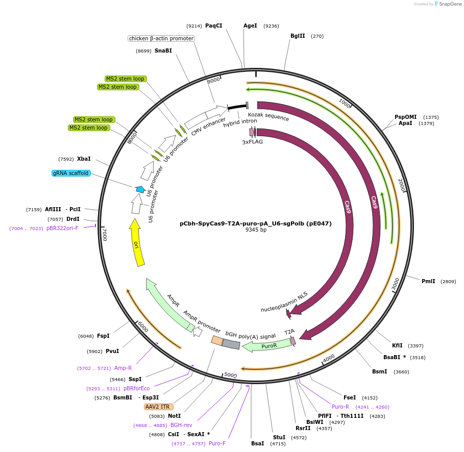149350-plasmid-map-sequence-id-304490