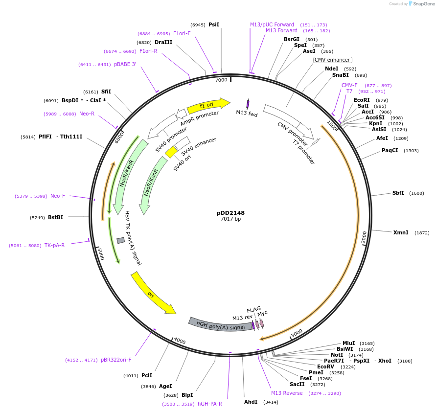 153968-plasmid-map-sequence-id-304503
