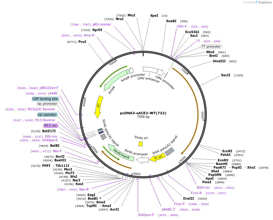 154098-plasmid-map-sequence-id-304580