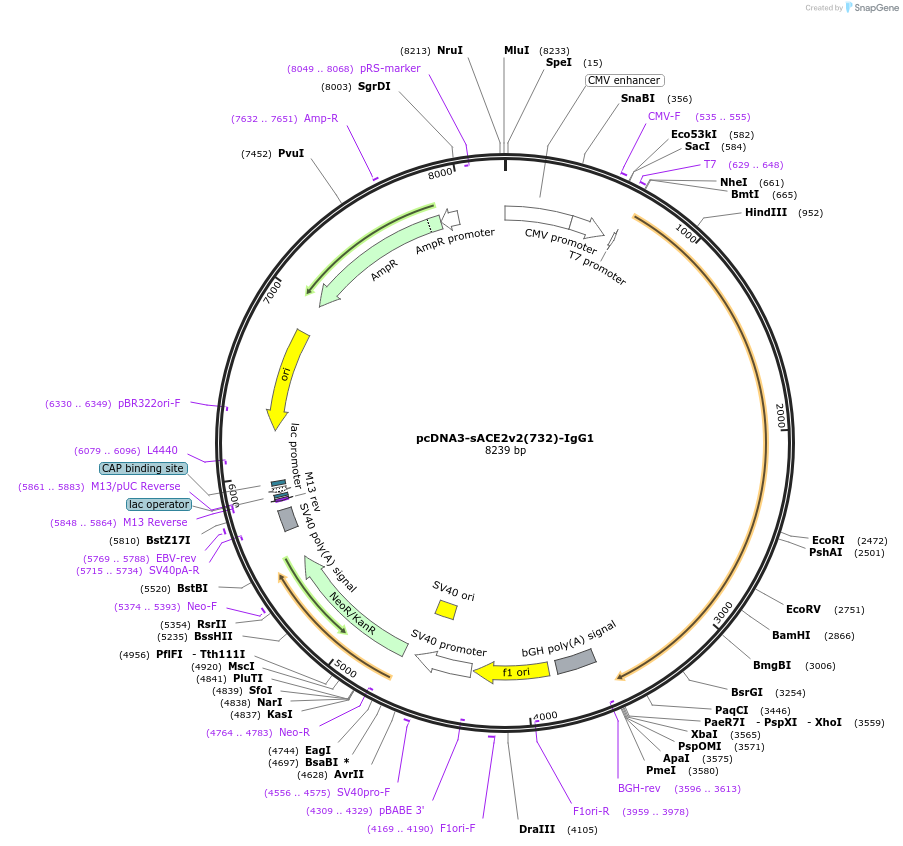 154105-plasmid-map-sequence-id-304581