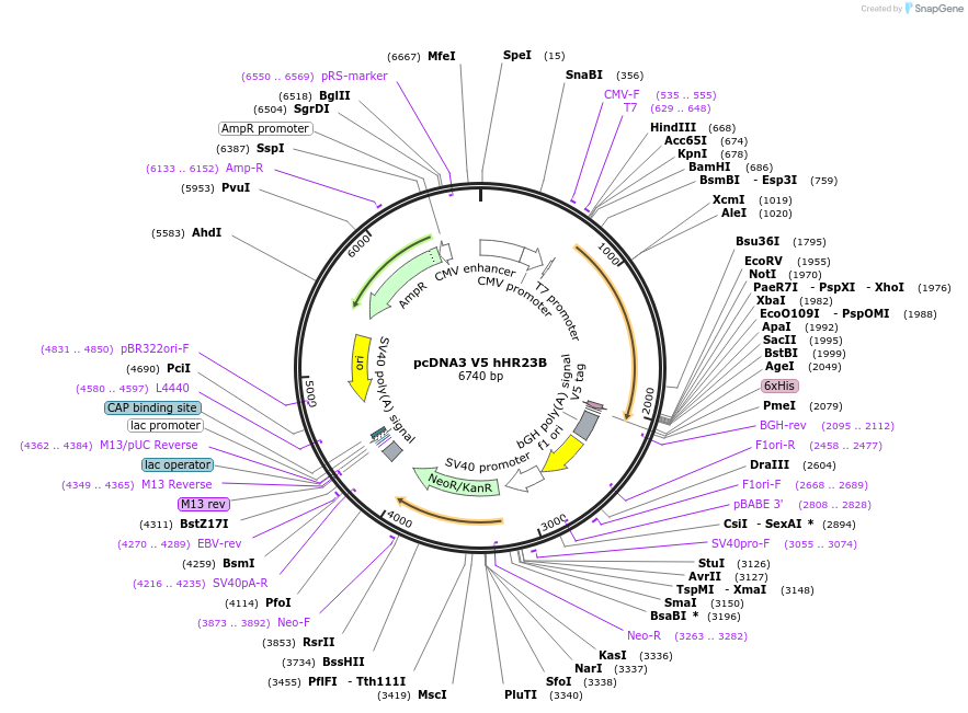 13054-plasmid-map-sequence-id-304594