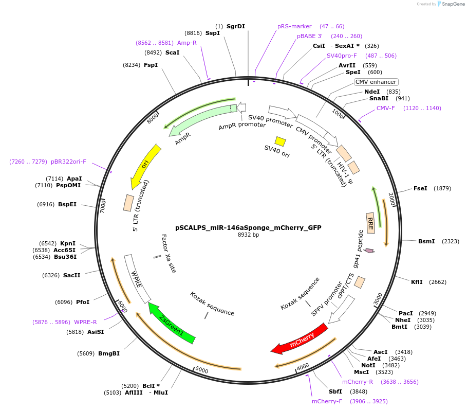 149718-plasmid-map-sequence-id-304631