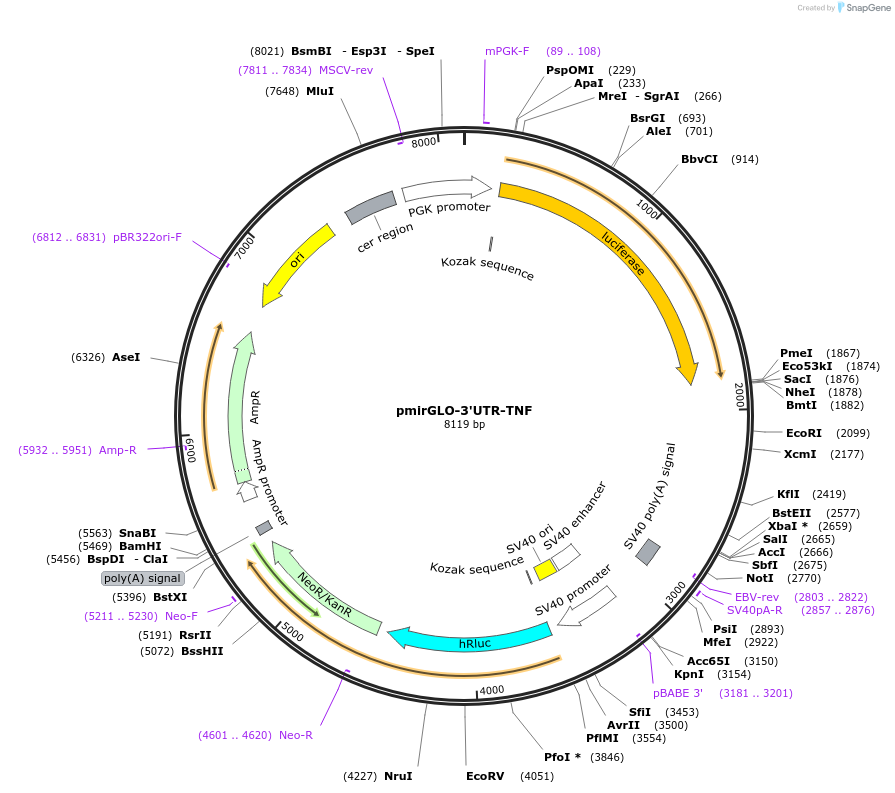 153069-plasmid-map-sequence-id-304633