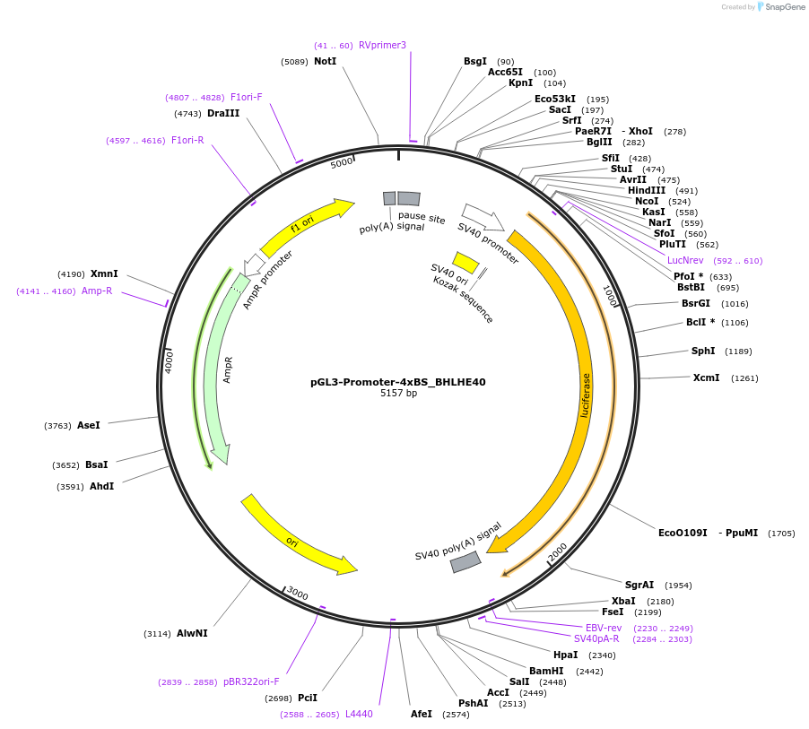 153064-plasmid-map-sequence-id-304644