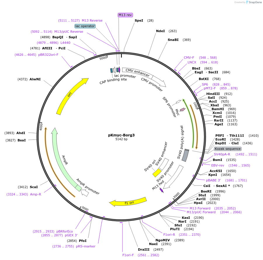 141074-plasmid-map-sequence-id-304649
