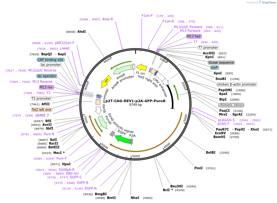 153001-plasmid-map-sequence-id-304650