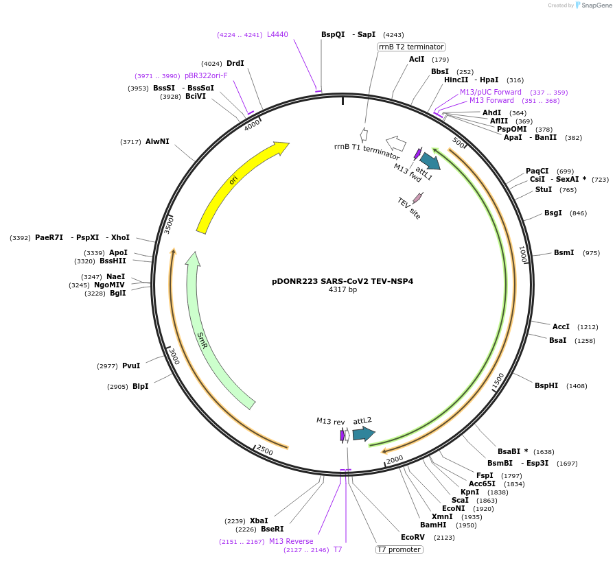 154403-plasmid-map-sequence-id-304666
