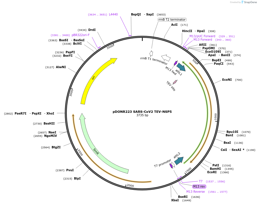 154404-plasmid-map-sequence-id-304669