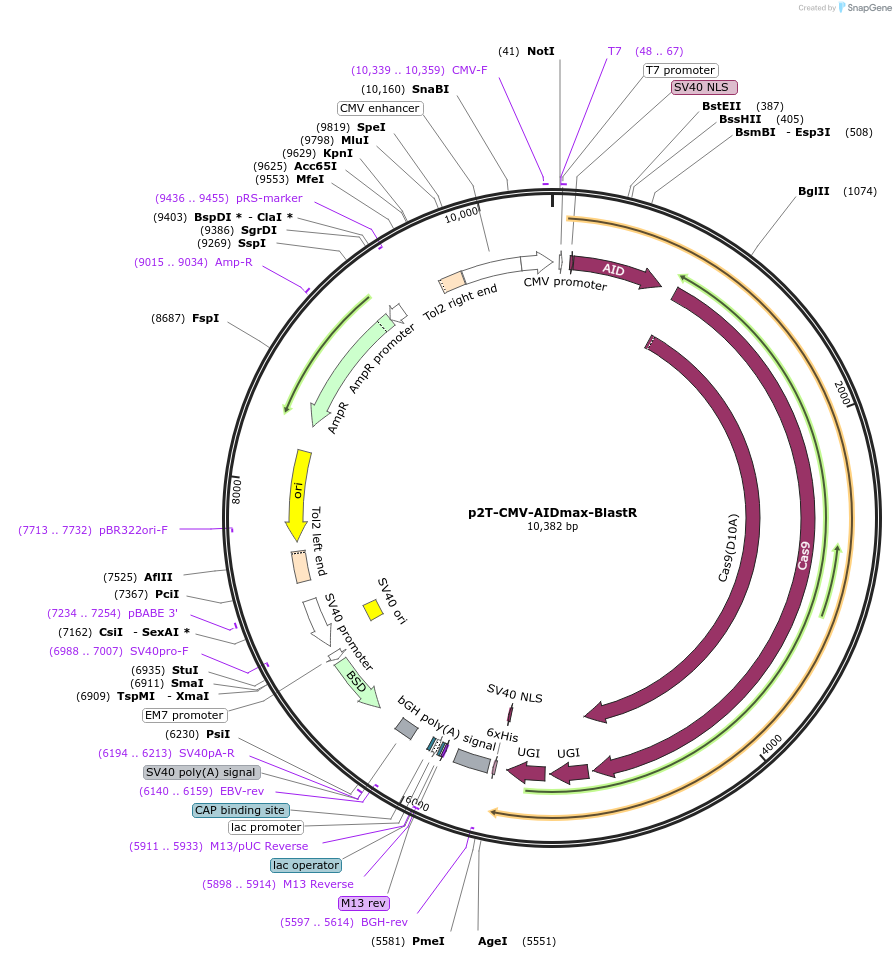 152994-plasmid-map-sequence-id-304670