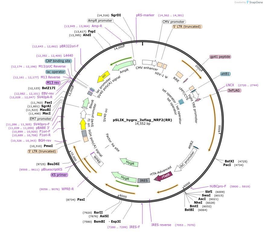 136535-plasmid-map-sequence-id-304676