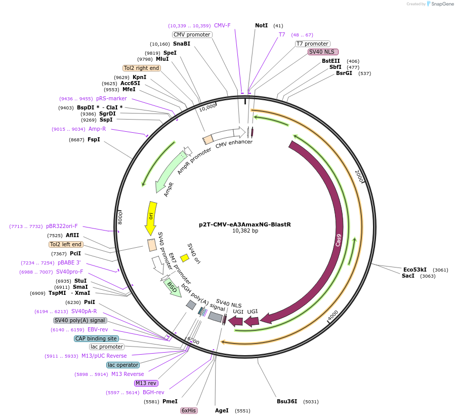 152999-plasmid-map-sequence-id-304679