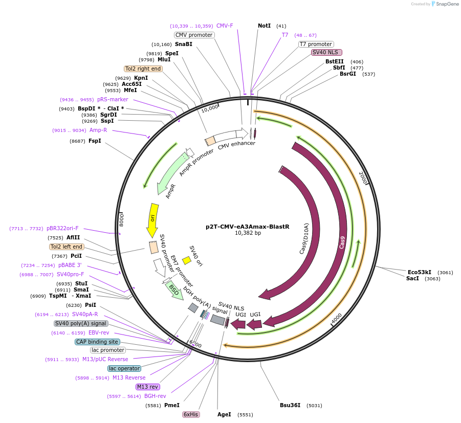 152997-plasmid-map-sequence-id-304681