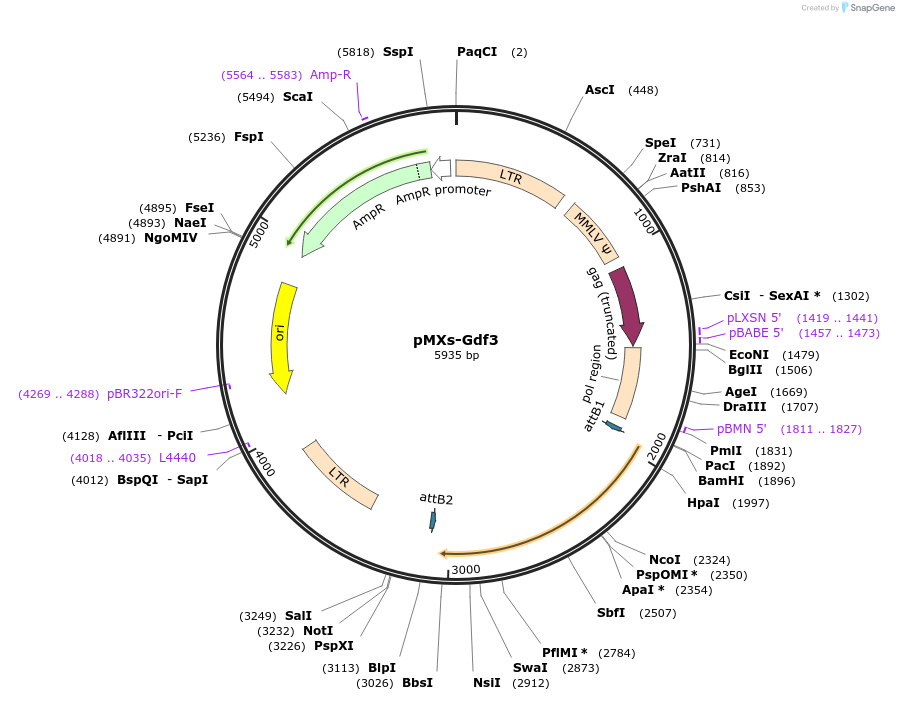 13358-plasmid-map-sequence-id-304686