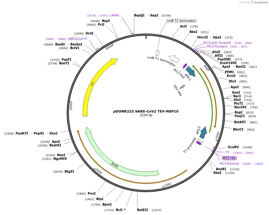 154409-plasmid-map-sequence-id-304698