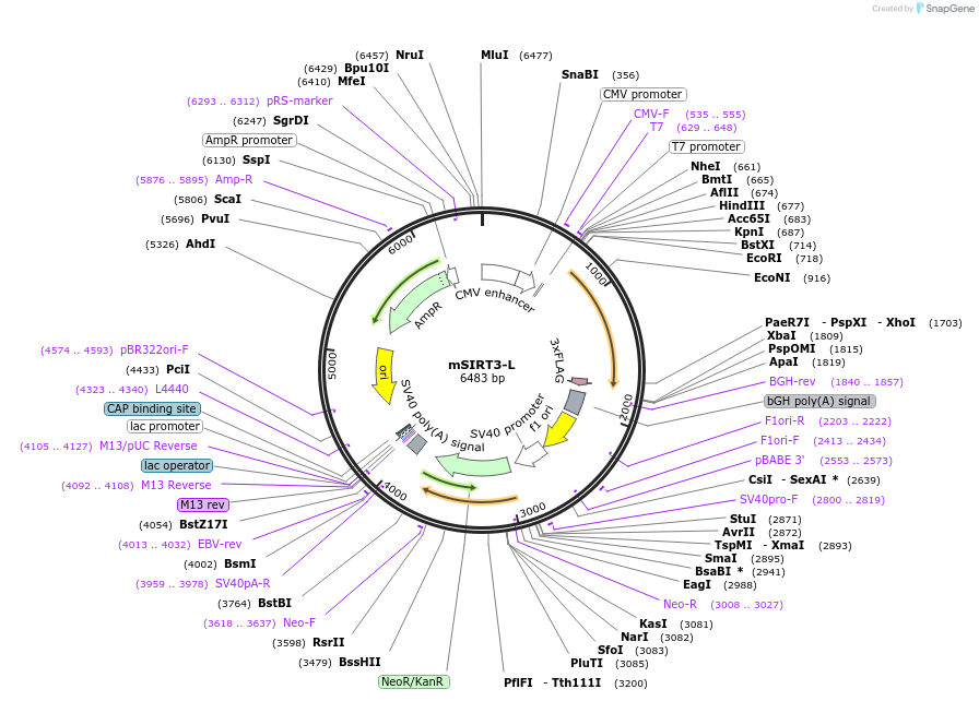 33309-plasmid-map-sequence-id-304699